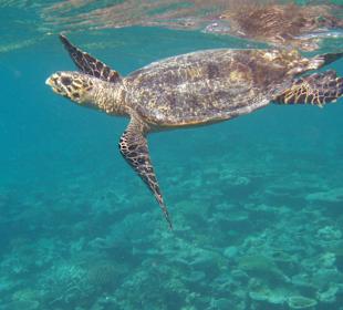 Schildi beim Schnorcheln