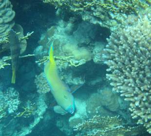Schnorcheln Sharm El Naga