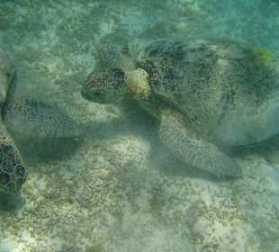 Blaue Fahrt , Riesenschildgröte