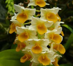 noch eine schöne Unbekannte