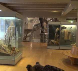 Naturkundemuseum 