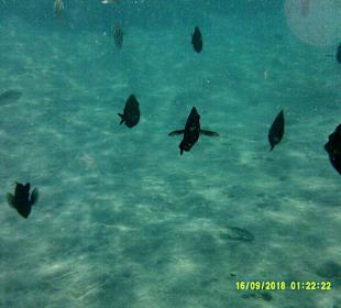 Schnorcheln Marsa Alam