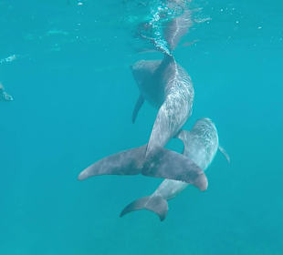 Im Wasser mit den Delphinen