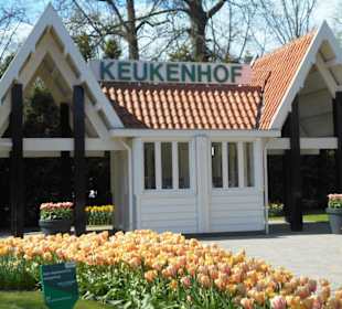 Blumenpracht im Keukenhof