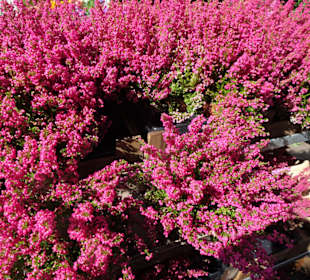Rundgang über den Wochenmarkt Südermarkt 