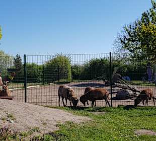 Falknerei Walter Greifvogelzentrum Weissenhäuser Strand