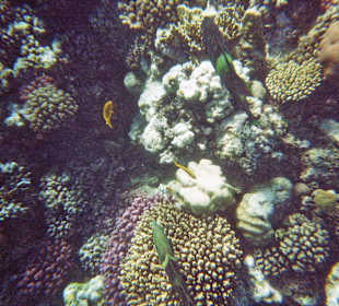 Unterwasserwelt am Hausriff