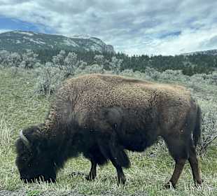 Yellowstone Nationalpark
