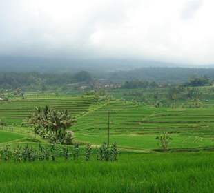 Reisterrassen von Jatiluwih