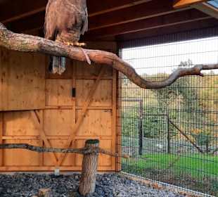 Hier sind die Tiere hinter einer Absperrung