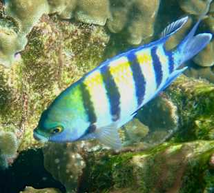 Unterwasserwelt Musandam