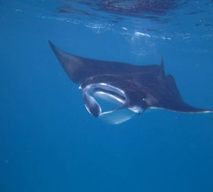 Manta Ausflug