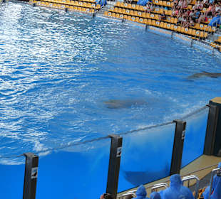 Orca Ocean Show