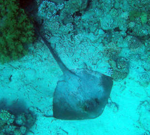 Federschwanzstechrochen