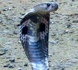 Auf der Schlangenfarm...