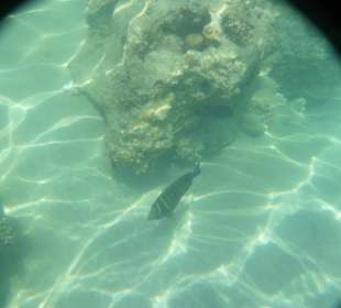 Подводный мир