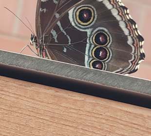 Schmetterlingsgarten