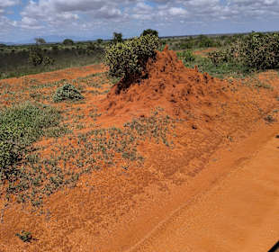 Termitenhügel 