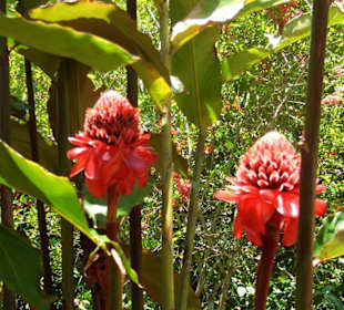 Exotische Blumen