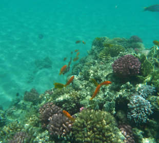 Unterwasserwelt im Nacvhbarhotel Arabesque