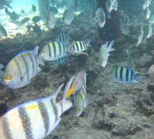 Am Hausriff Dreams Beach Resort & Dreams Vacation Resort