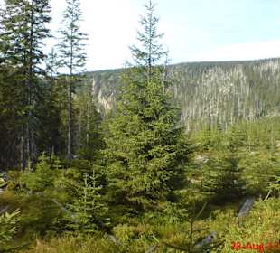 Wanderung Spindlermühle - Elbquelle und zurück