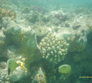 Korallenriff Insel Mahmya