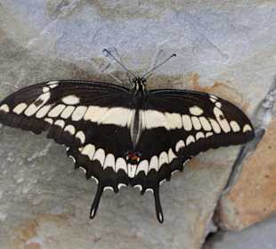 Schmetterling
