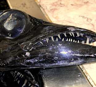 Degenfisch ist einer der besten Fische