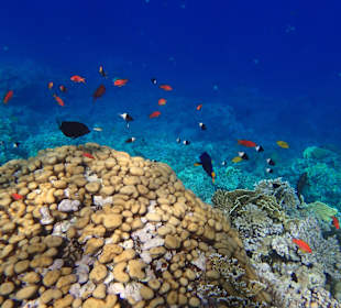 Schnorcheln Sharm el Naga