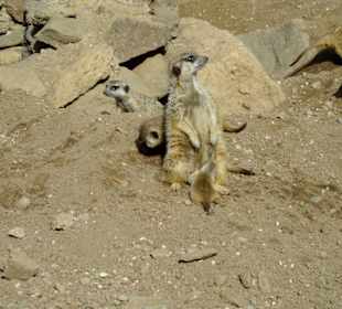 Erdmännchen beim Säugen eines Jungen