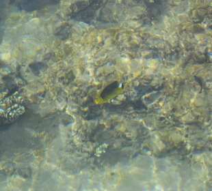 Прозрачность глубин