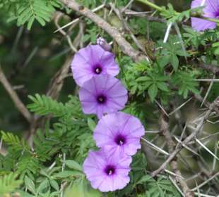 Auch in der Savanne blühen Blumen