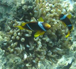 Rotmeeranemonenfisch