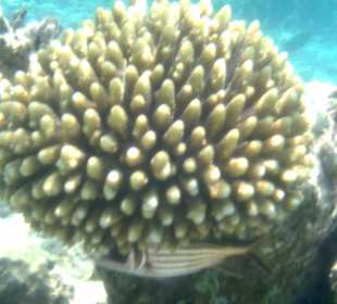 Korallenriff Fantasy - beim Schnorcheln - Korallen und