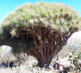 Inselrundfahrt La Palma