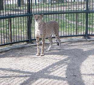 Gepard