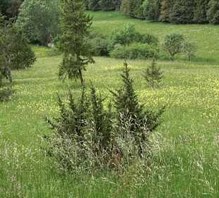 Waldlehrpfad in Tieringen