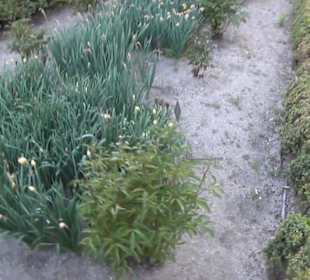 Real Jardín Botánico de Madrid
