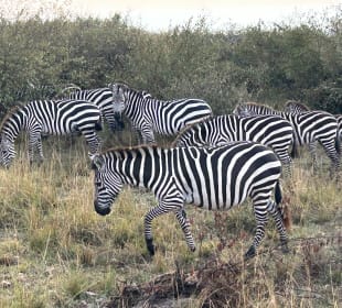 Die Zebraherde am Wegerand