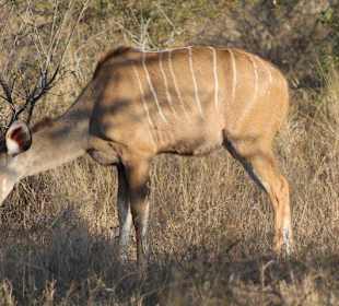 Krüger Nationalpark