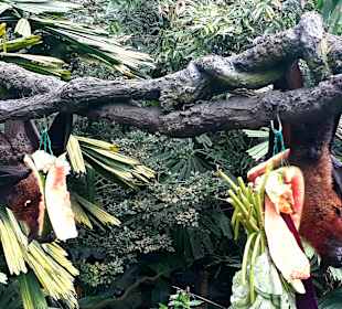 Singapur Zoo