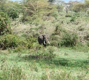 Нгоронгоро