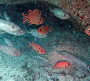 Gern genommenes Versteck