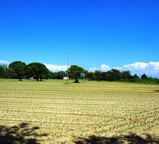 Naturschutzgebiet dei Pini