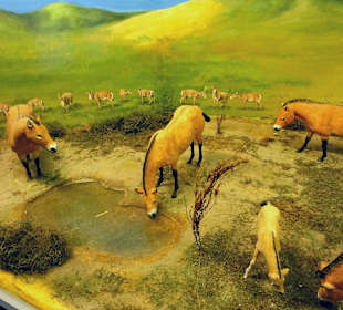 Diorama mit Wild-Pferden