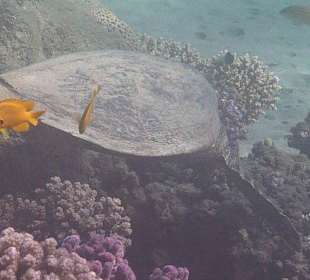 Schnorcheln am Hausriff