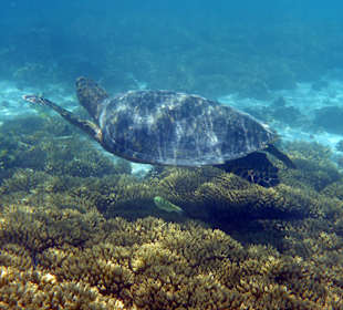 Schnorcheln Blue Bay