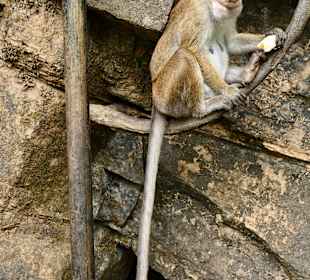 Hochland von Sri Lanka