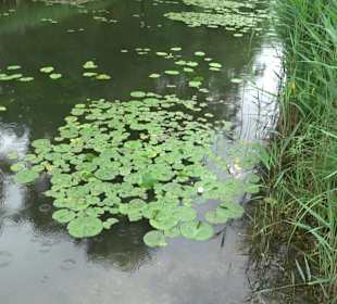 Forellenbächle Glacis Park